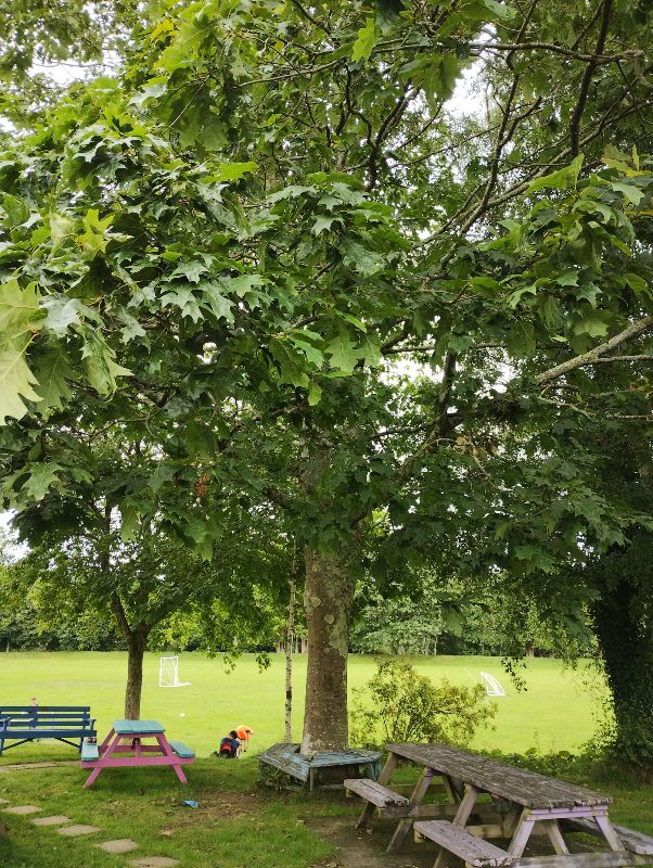 The tree planted in 1983, 40 years later